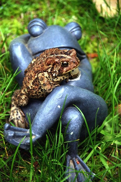 toad6.jpg - But were they not his makers?